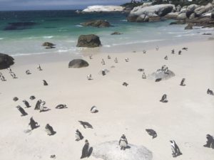 Boulders beach, Kapský poloostrov